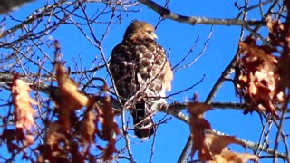 Red-shouldered hawk