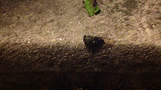 Cicada On The Move