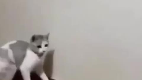 FUNNY CAT VIDEO