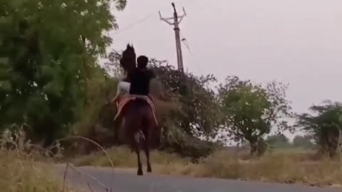 Horse walking on two legs