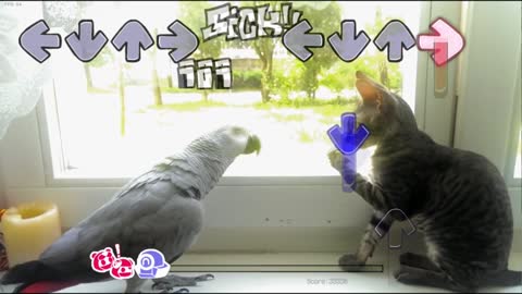 FNF meme Parrot vs cat