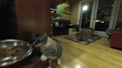 Funny cat learns fast