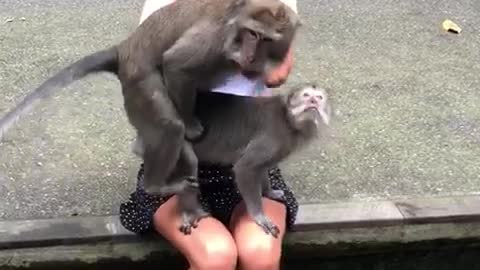 Monkeys Choose The Wrong Place and Time!