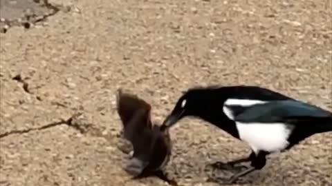 Magpie bird eats alive bat.