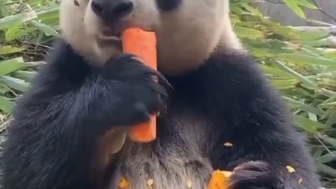 Giant panda snacking on some carrots