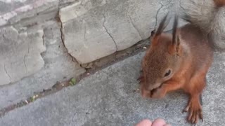 Feeding Cute Squirrel in the Park