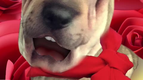 Dog Sings LA VIE EN ROSE (part 4) - Dog singing videos PicthePit