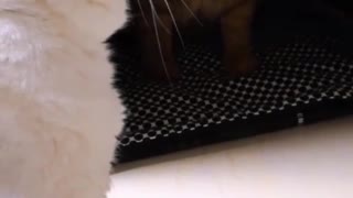 FunnyCatsToday，Funny Cat You Might Never See Before, part82