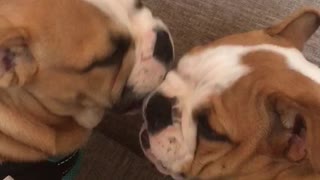 English Bulldog Puppies Can't Stop Kissing Each Other