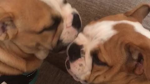 English Bulldog Puppies Can't Stop Kissing Each Other