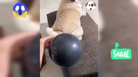 Funny dog video short clip