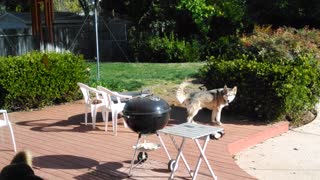 My nieces dogs Porter & Lucy want some company