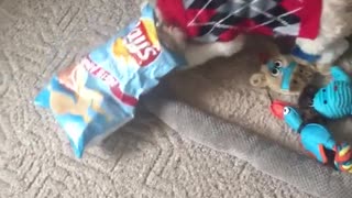 Puppy black red plaid steals lays