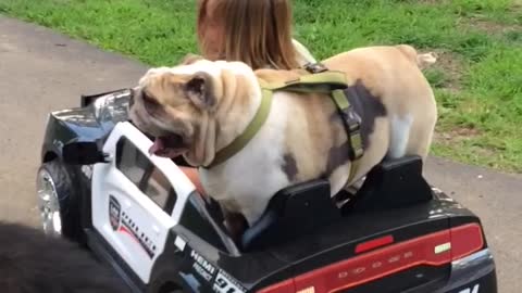 Little Girl Cruises In Kiddie Cop Car With Her Best Bulldog Pal