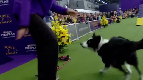 Best of the 2018 Masters Agility Championships _ WESTMINSTER DOG SHOW (2018) _ FOX SPORTS