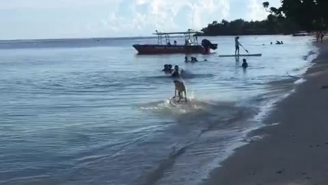 Happy Dog Skims Across the Surface