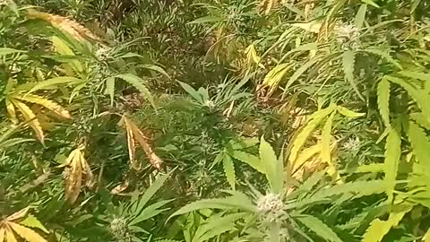 Anti fungus strategy for outdoor cannabis plants