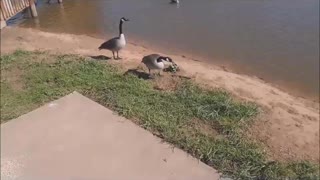 Returning Stolen Goose Egg To Its Mom