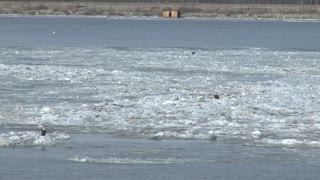 Eagles Floating On Ice