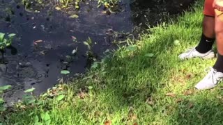 Baby Alligator Sends Grown Man Screaming