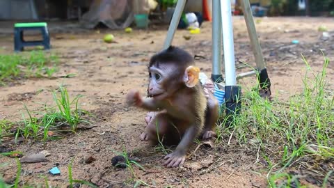 Baby Monkey