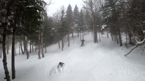 Exposed Stump Causes Skier to Scorpion
