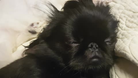 Pekingese is so sleepy, leave me alone