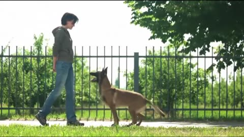 Dog treding video
