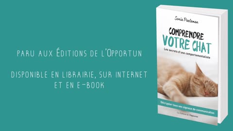 Pourquoi votre chat fait pipi au canapé