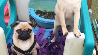 Adorable pugs pose in sync together