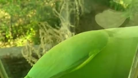 Lovely and Adorable Green Parrot