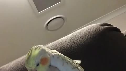 The cockatiel bird plays with its leg in a funny way