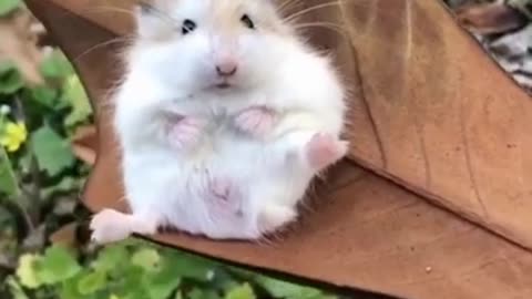 Cute hamster