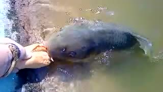 big fish feeding by girl in river