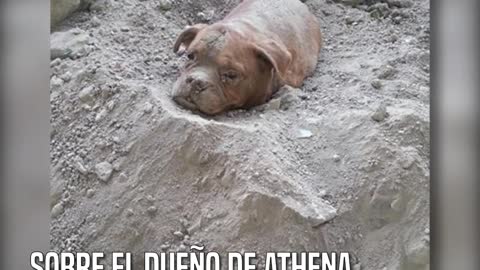 Athena, la perrita que fue enterrada viva por su dueño