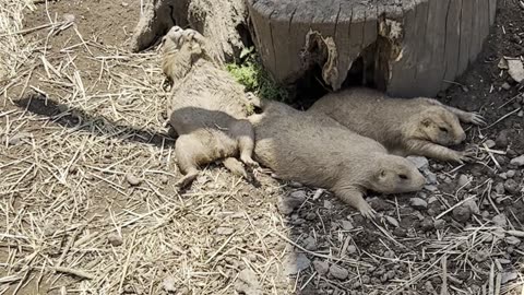 Prairie Dogs Just Hangin'