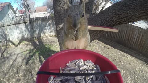 My First Squirrel Video