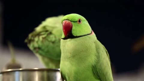 Green parrots at bird market in Doha, Qatar