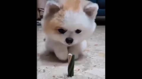 cute animals must watch