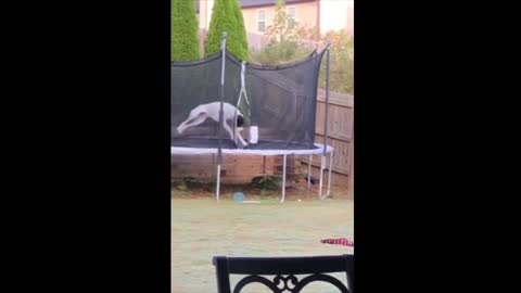 A puppy on a trampoline