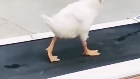 This duck's incredible MOONWALK will remind you of Michael Jackson