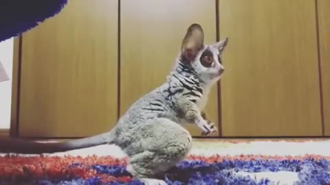 Bushbaby play first time with ball