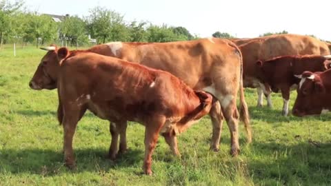 Animal 🐮🐄 group behaviour with my camera.