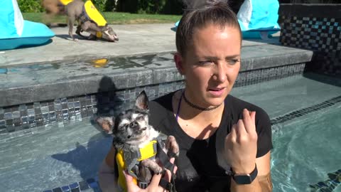 Teaching The Pups How To Swim