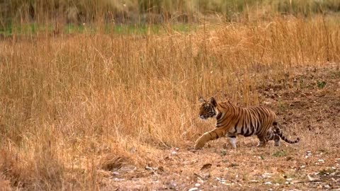 the tiger mom and her playful cubs, affectionately known as baby tigers.Part 3