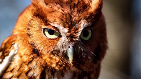 screech owl sound effect