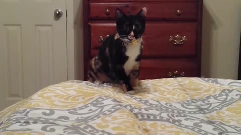 Kitten does a flip of epic proportions! Watch until the end!