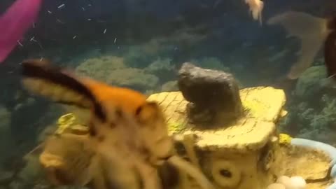fish in the aquarium like