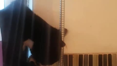 Cat Joins its Human in the Shower