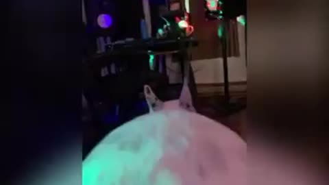 Dog dancing on TikTok music